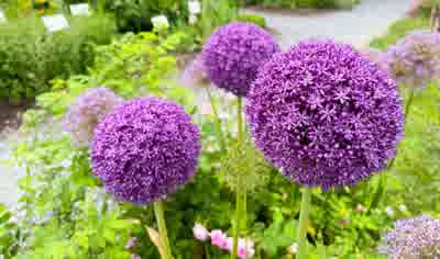 Allium Globemaster
