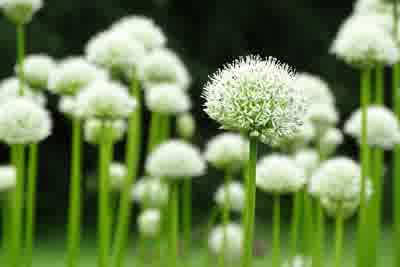 Allium Mount Everest