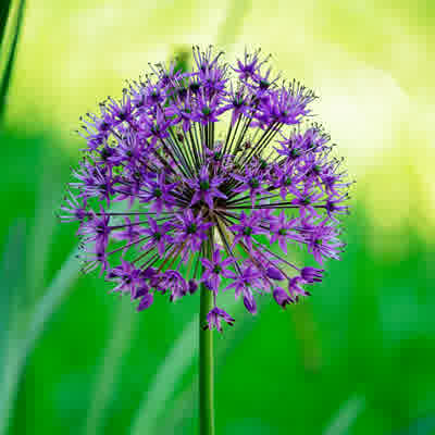 Allium Purple Sensation