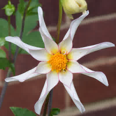 Single flowered dahlia