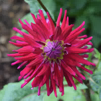 Cactus Dahlia