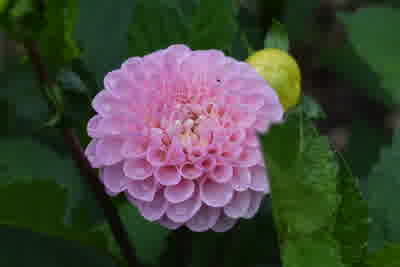 Ball Dahlia