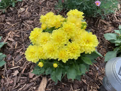 Yellow Dahliettas