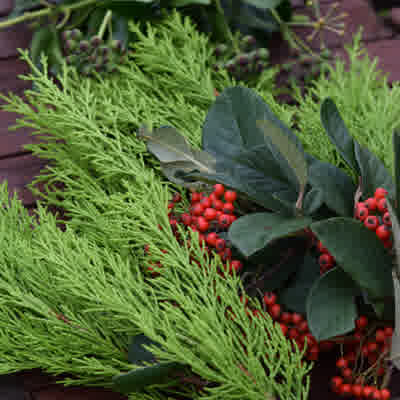 Bunches of foliage to use for wreath making
