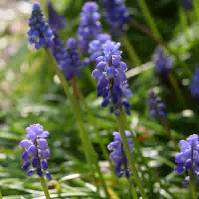 Grape hyacinth in bloom.