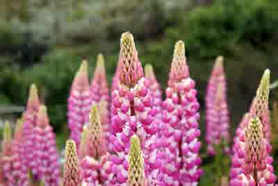 Pink and white bicolour lupin