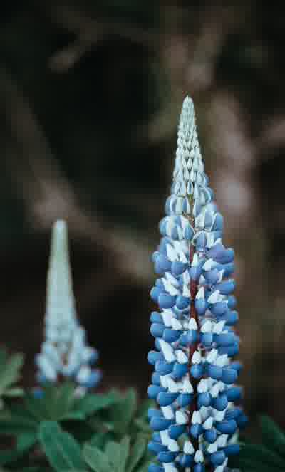 Blue and white bicolour lupin