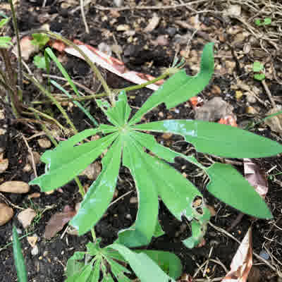 Lupin leaves eaten by slugs