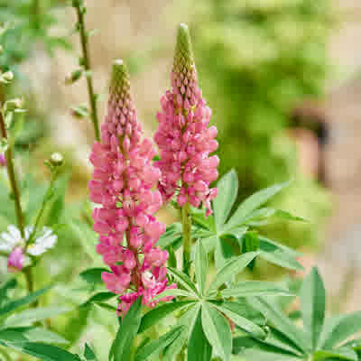 Pink single colour lupin