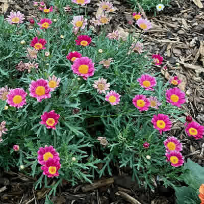 Red Rays Marguerite Daisy