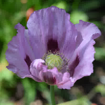 Opium poppy