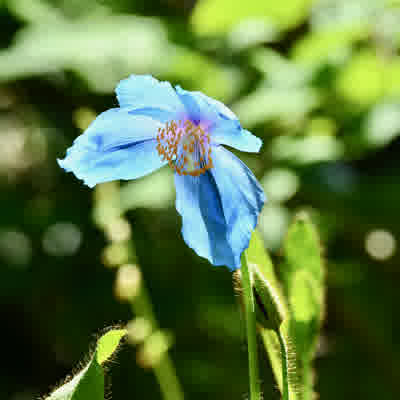 Blue Himalayan Poppy