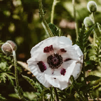 White Oriental Poppy