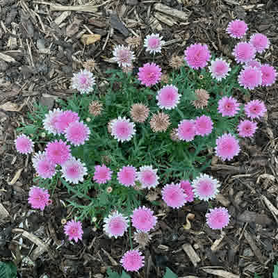 Summer Melody Marguerite Daisy