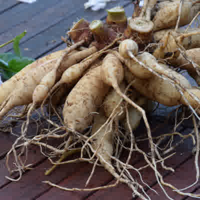 Dahlia tubers