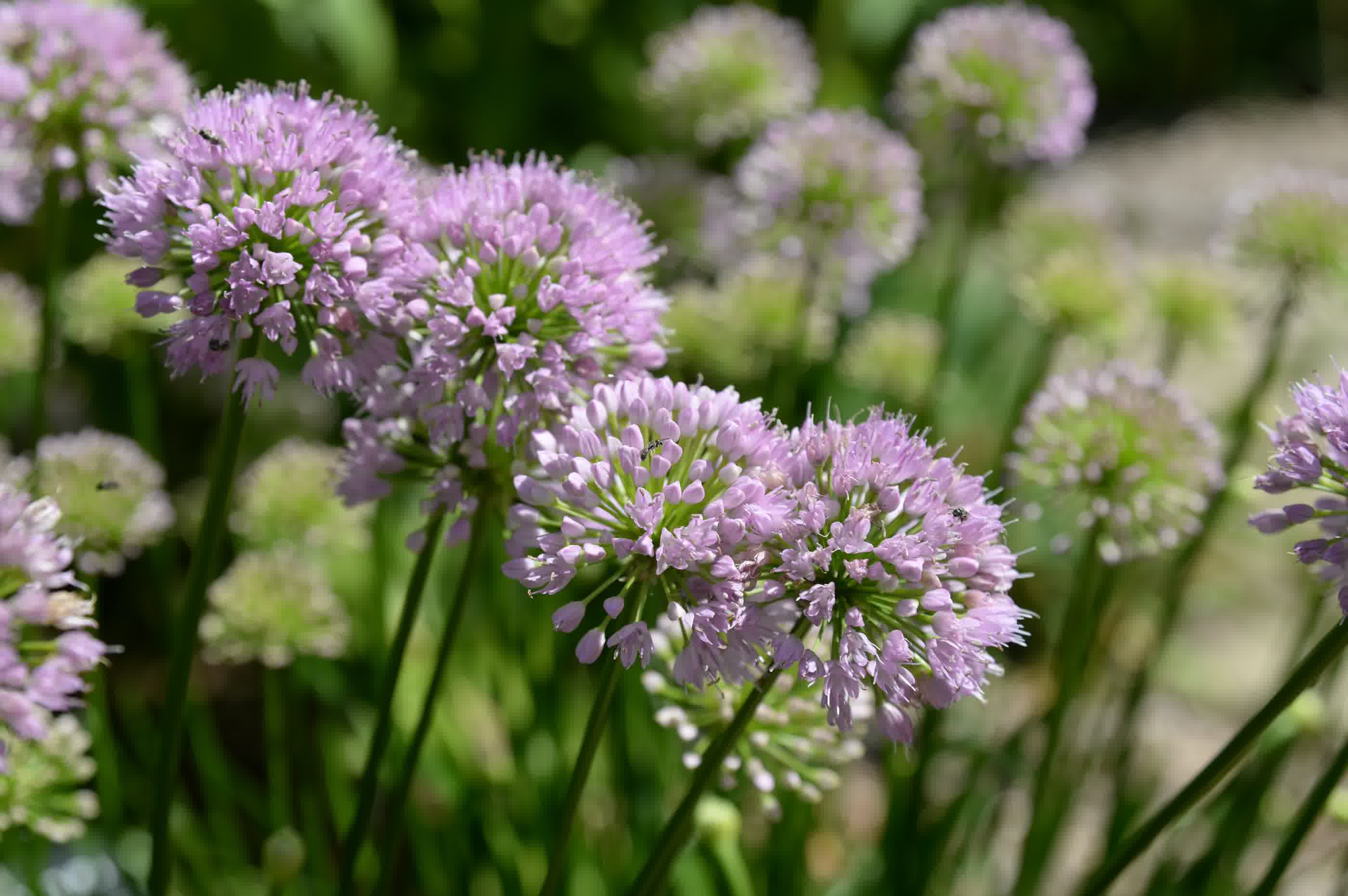 Small lilac coloured alliums