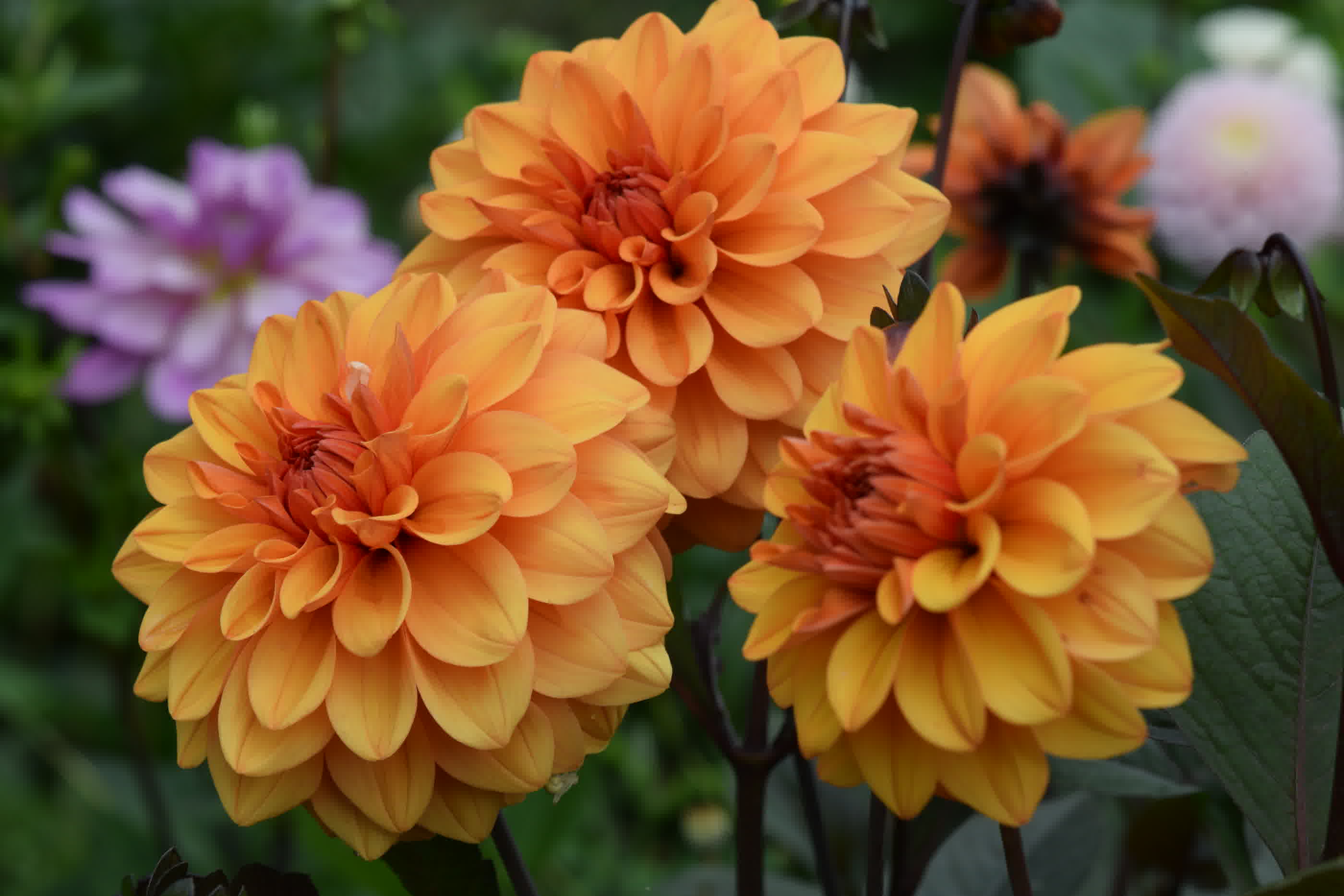 Three orange David Howard dahlias