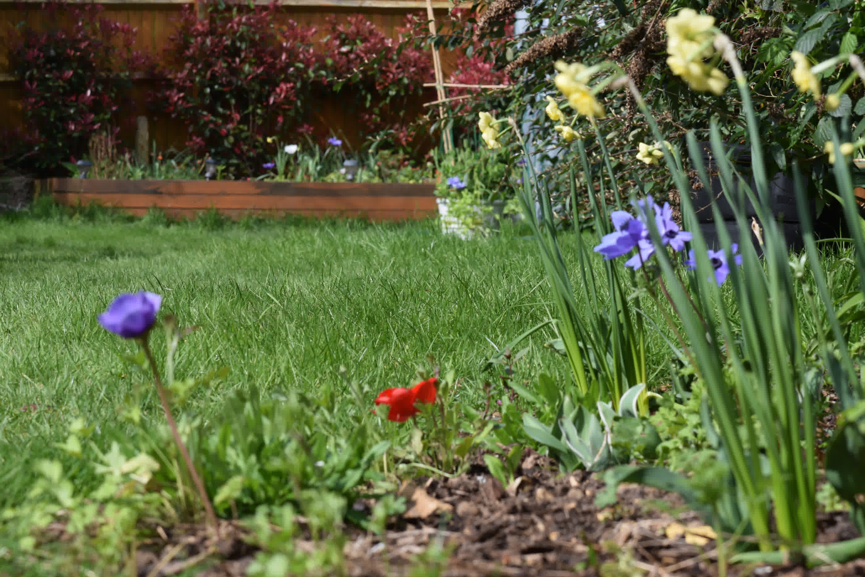 Green grass and early spring blooming flowers.