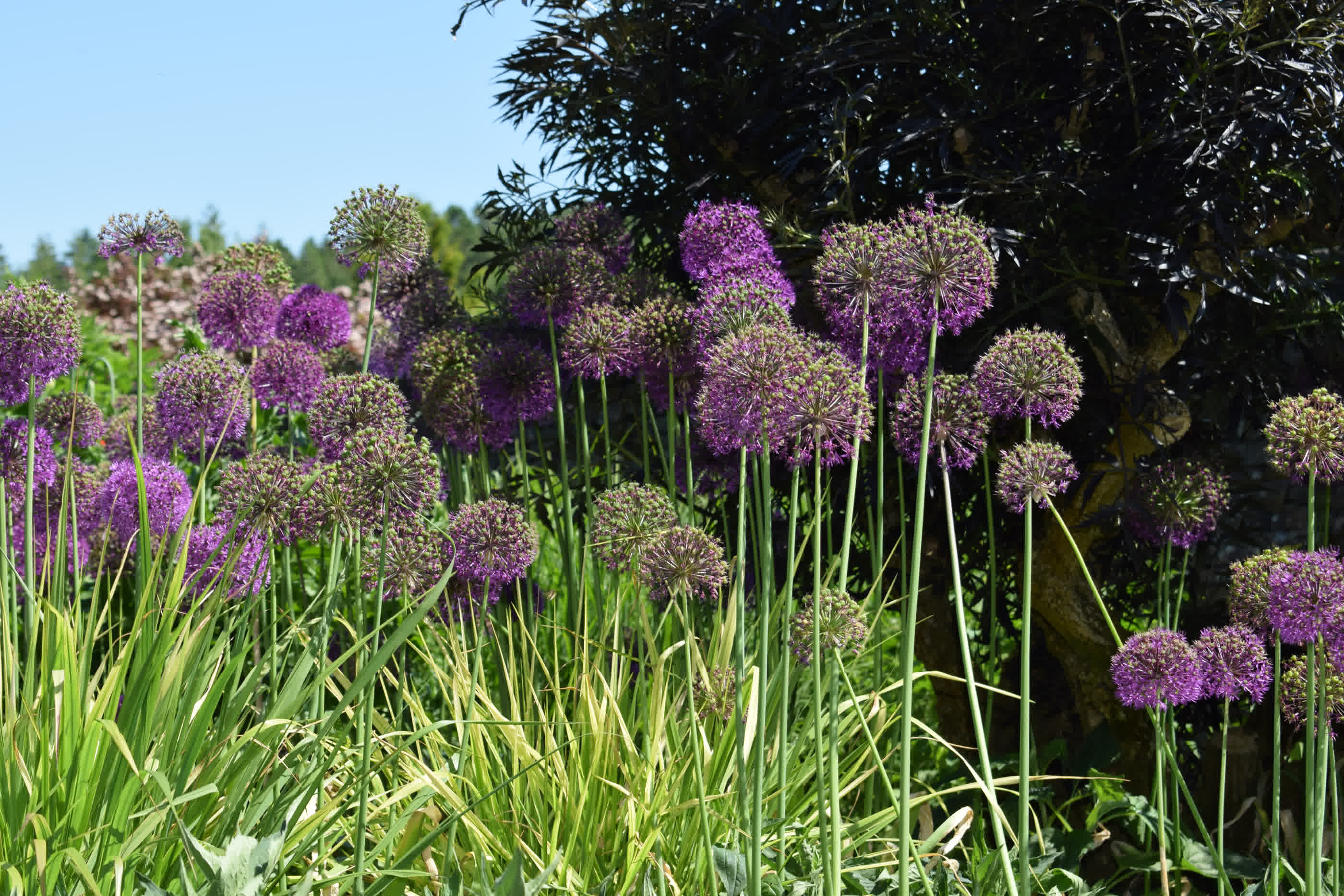 Alliums set in a perennial flower bed