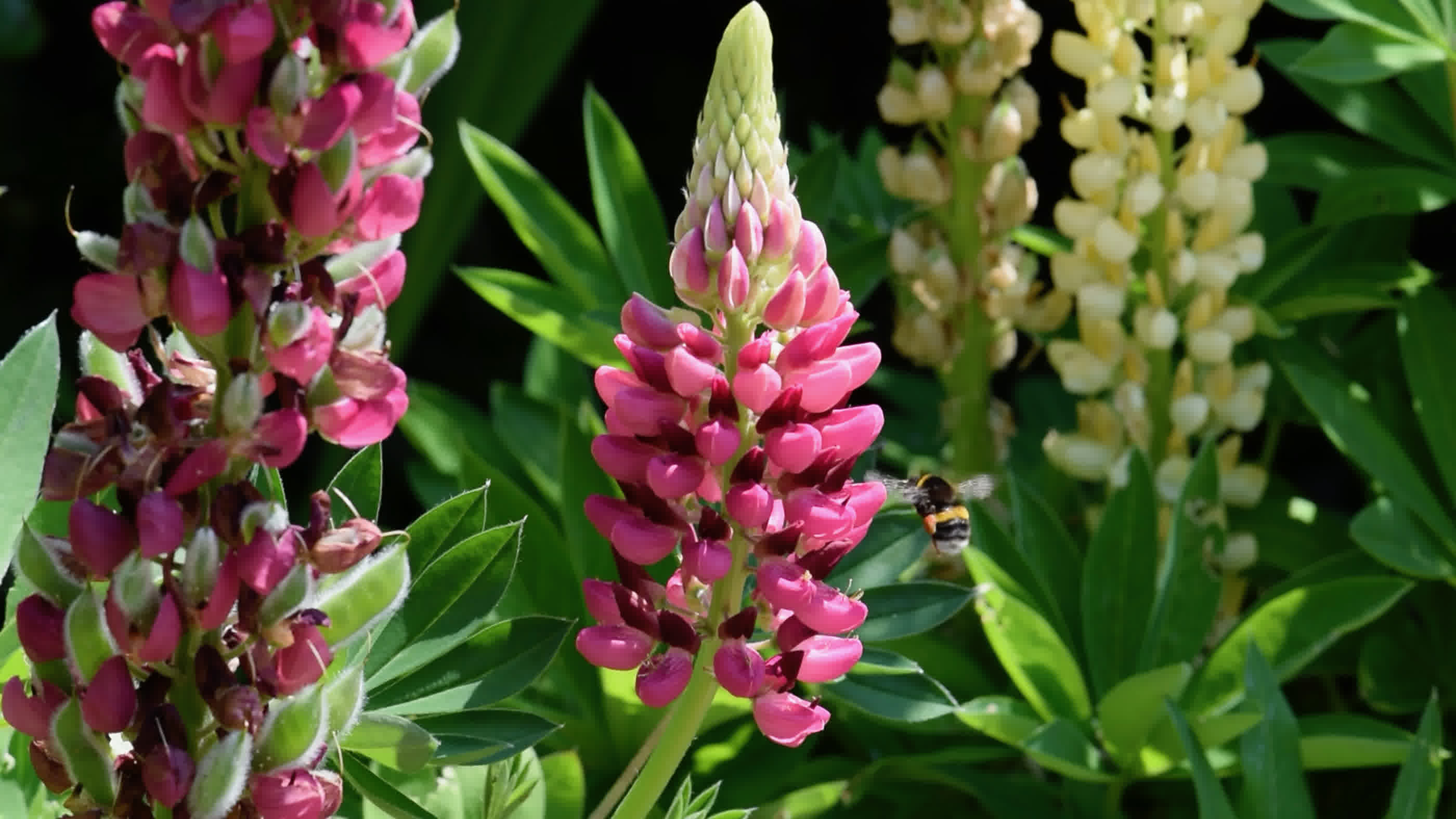 Red and yellow lupins in garden border
