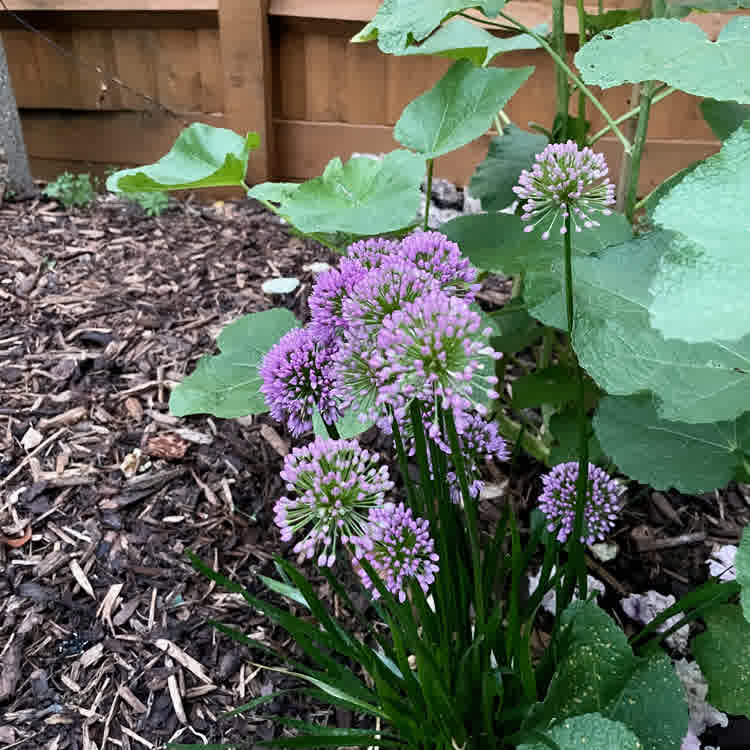 Group of alliums in a flower bed