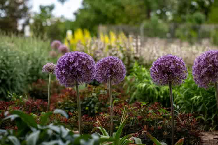Multiple lilac colour alliums