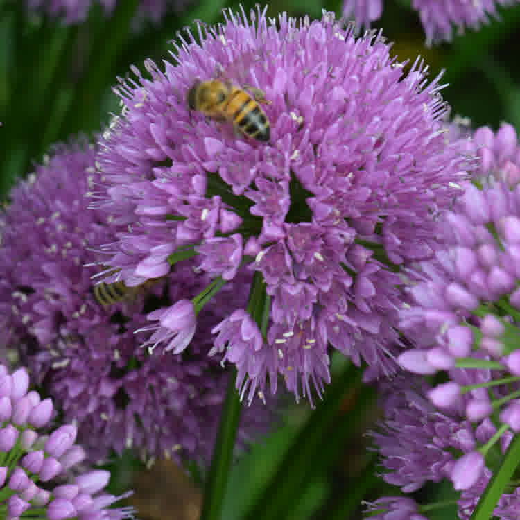 Alliums