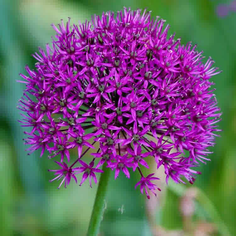 Single purple sensation allium