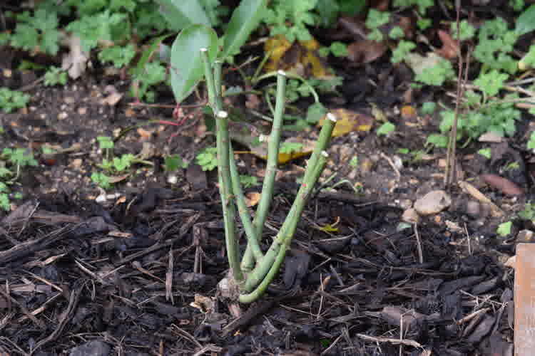 Bare root rose