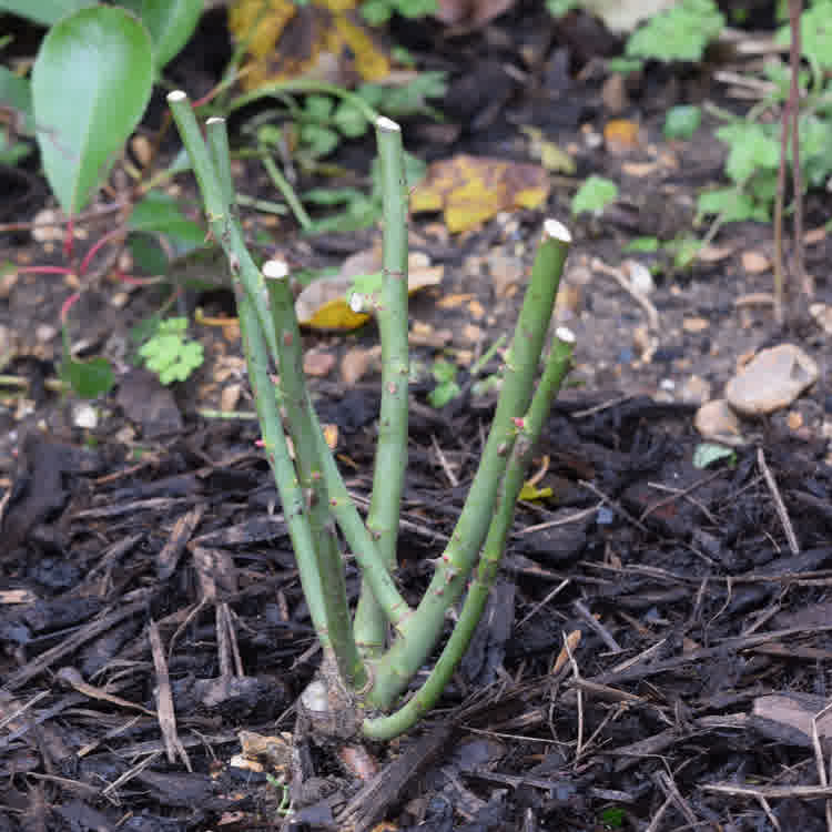 A bare root rose in the ground.
