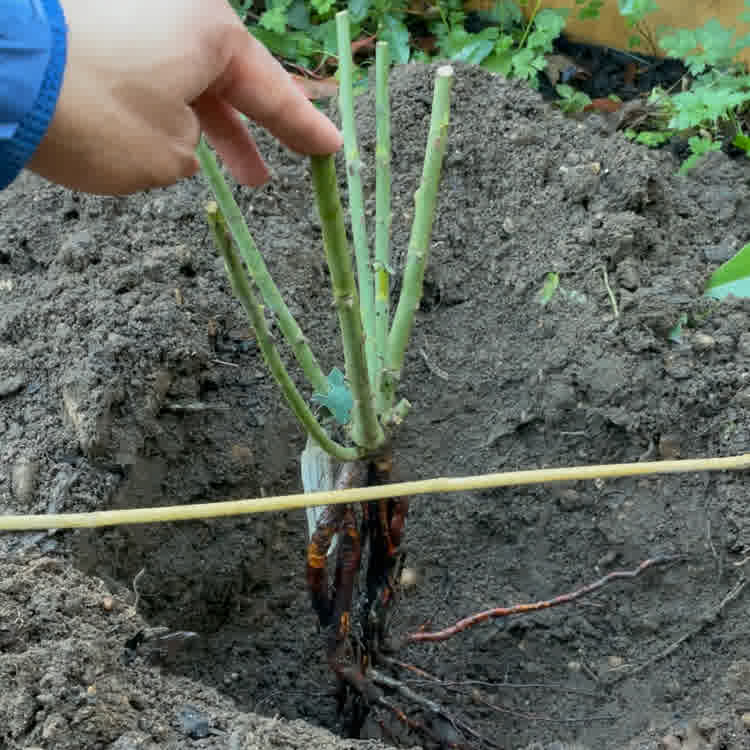 A cane being used to gauge depth of hole for bare root rose.