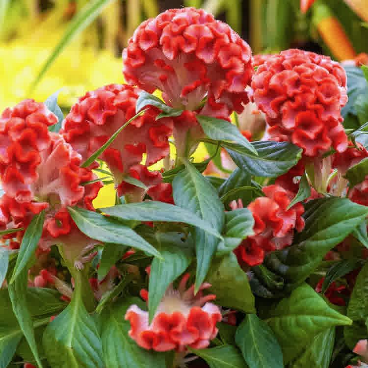Bright red Cockscomb (Celosia cristata) in full bloom.