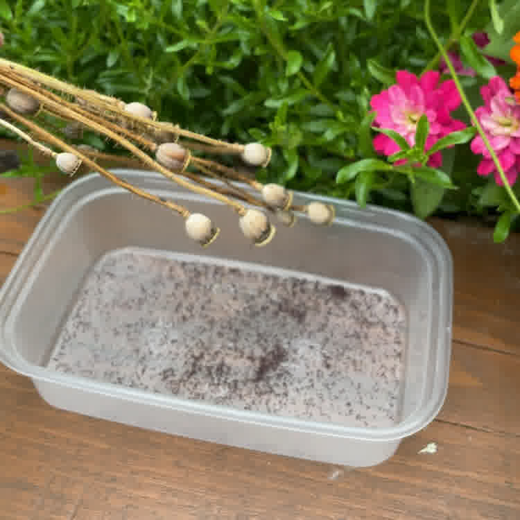 Seeds falling out of poppy seed pods into a container.