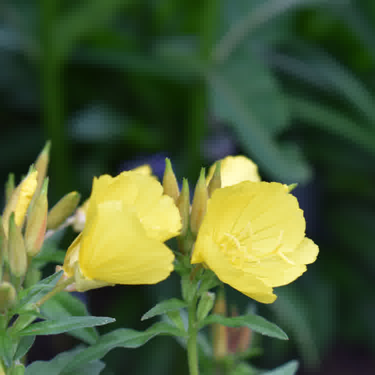 Common Evening Primrose