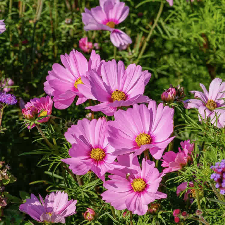 Multiple pink cosmos flowers