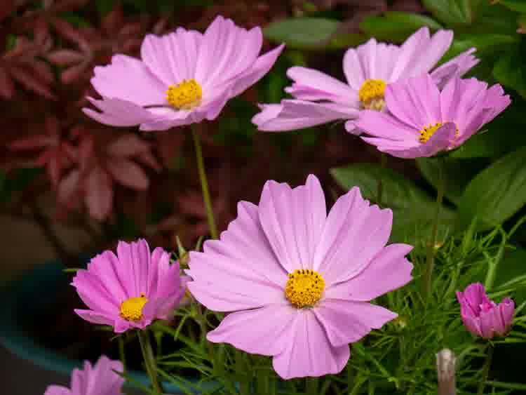 Multiple pink cosmos flowers