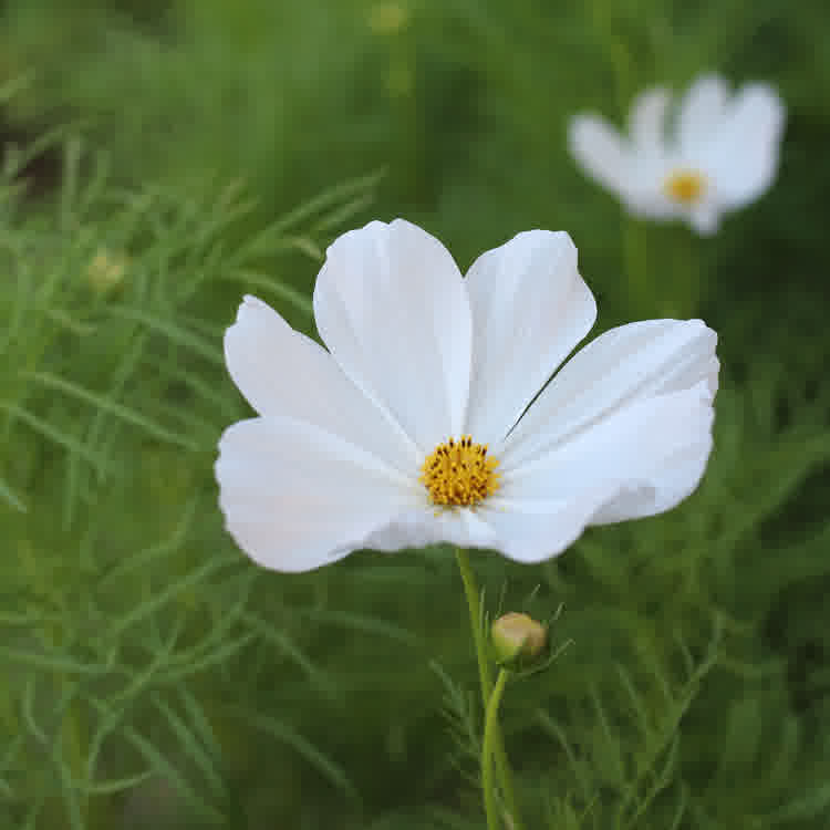 Single white cosmos with foliage