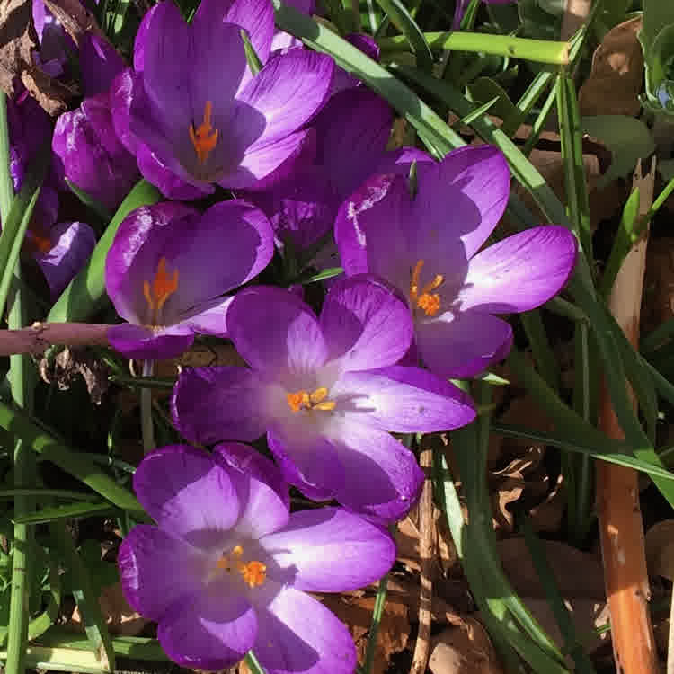 Crocuses