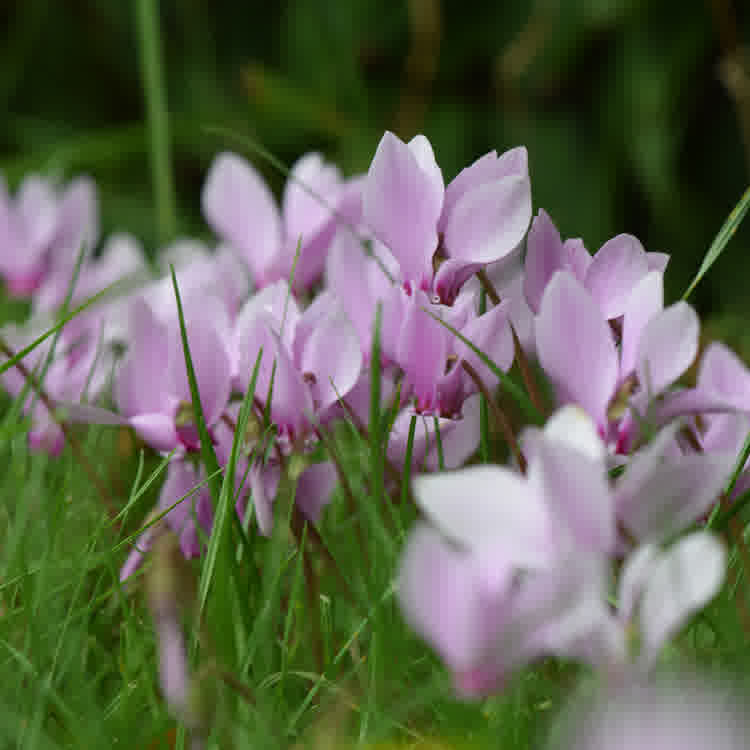 Crocuses