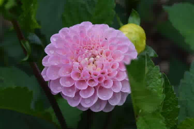 Pink Wizard of Oz dahlia close up.