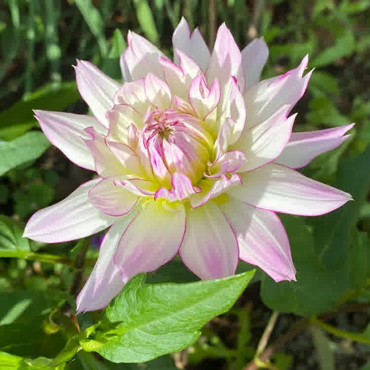 Dahlias