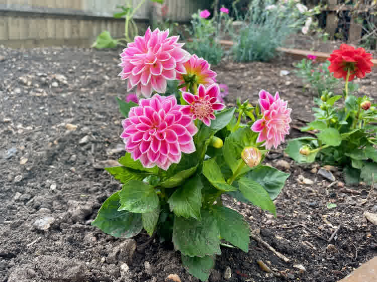 doubled flowered pink and white dahlietta