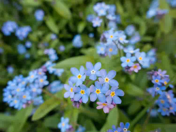 Myosotis - Forget-me-not