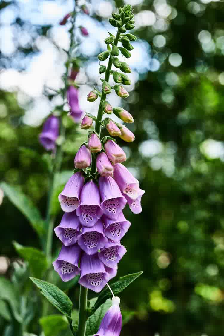 Pink-purple foxglove showing detail on petals