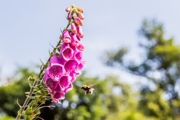 Foxglove with bumblebee flying towards