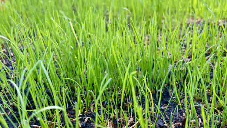 Newly germinated grass seed.