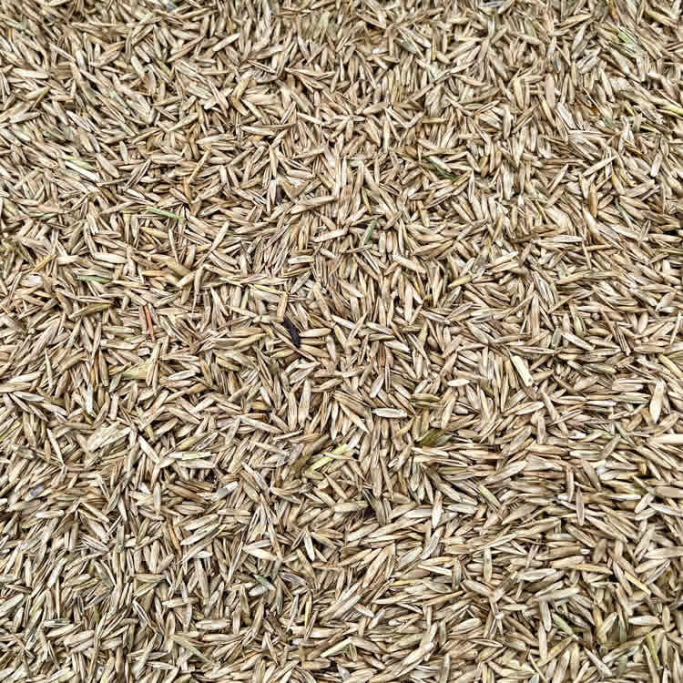 Close up of grass seeds