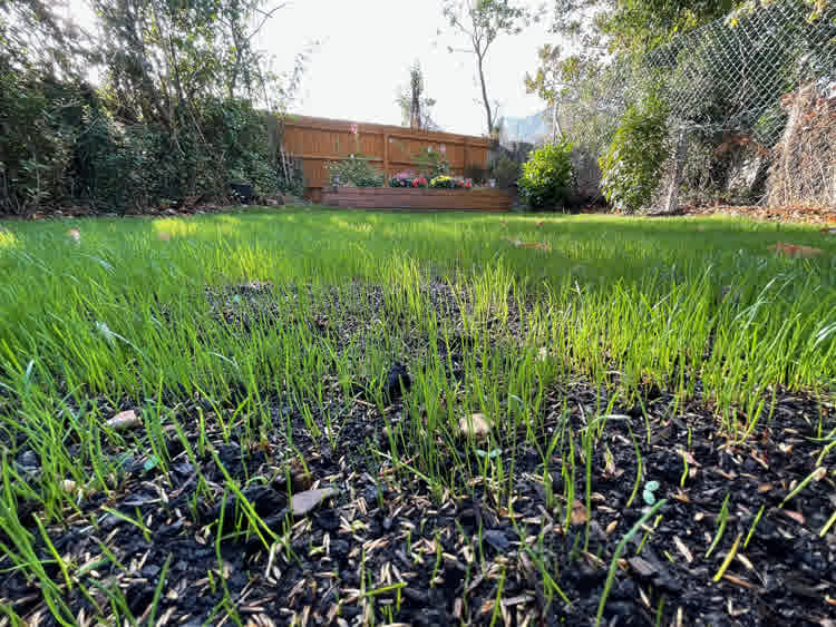 grass shortly after germination