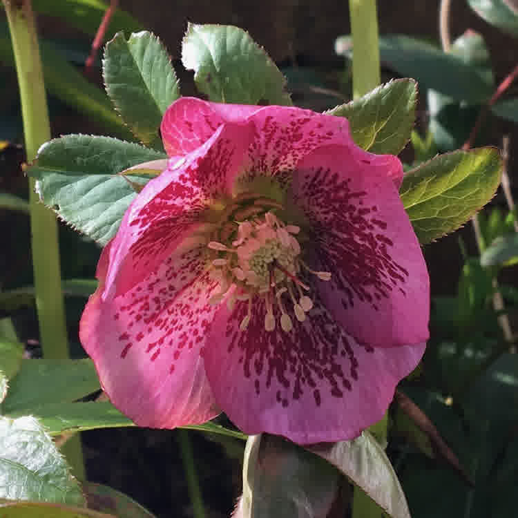 Hellebore
