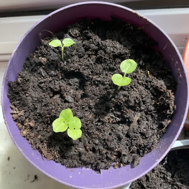 Hollyhock seedlings